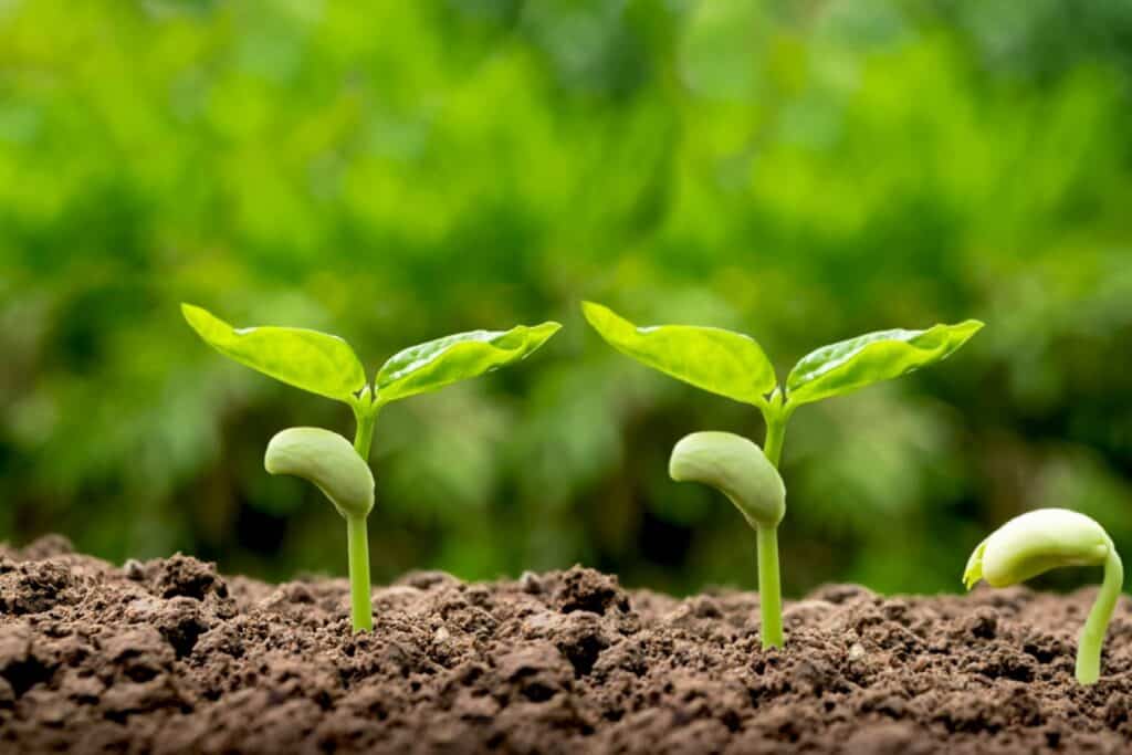 Young plant seedlings growing in soil for community sustainability.
