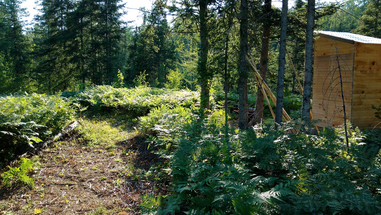 Forest scene with a small wooden structure and lush greenery.