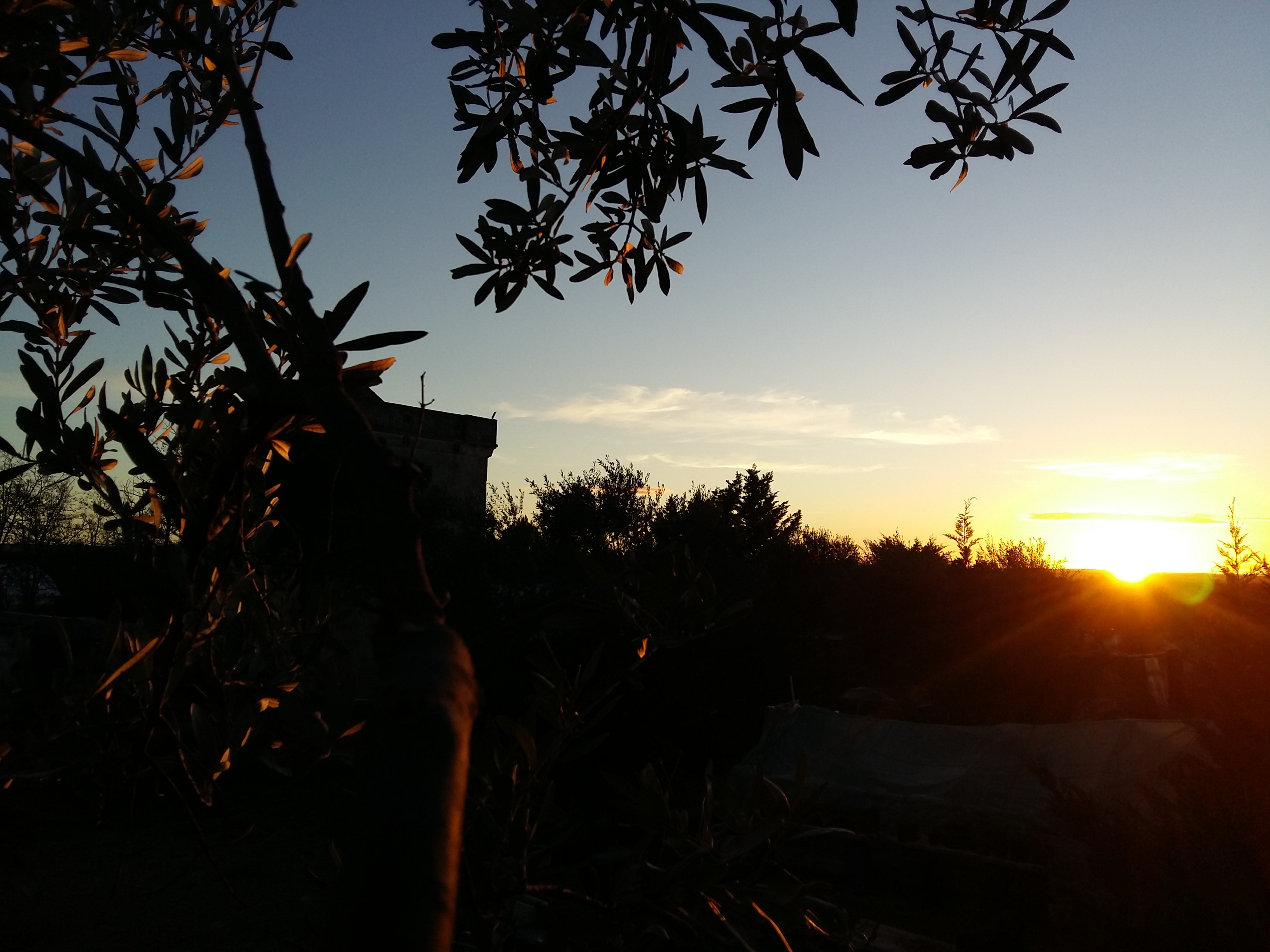 Sunset over trees with silhouetted branches and leaves in the foreground.
