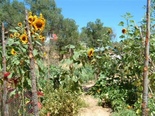 Sunflower garden with lush green foliage and a clear blue sky.