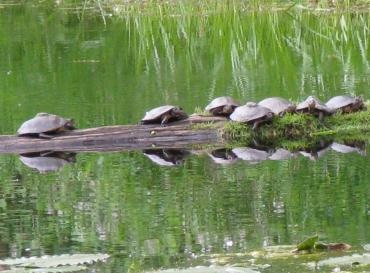 Turtles resting on a log in a calm pond with green reflections.