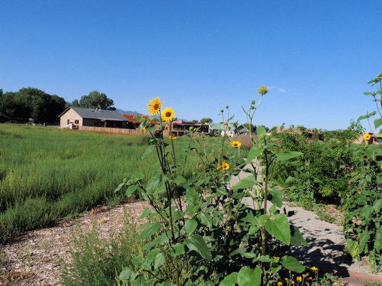 Sunflowers growing near a community farm with houses in the background.