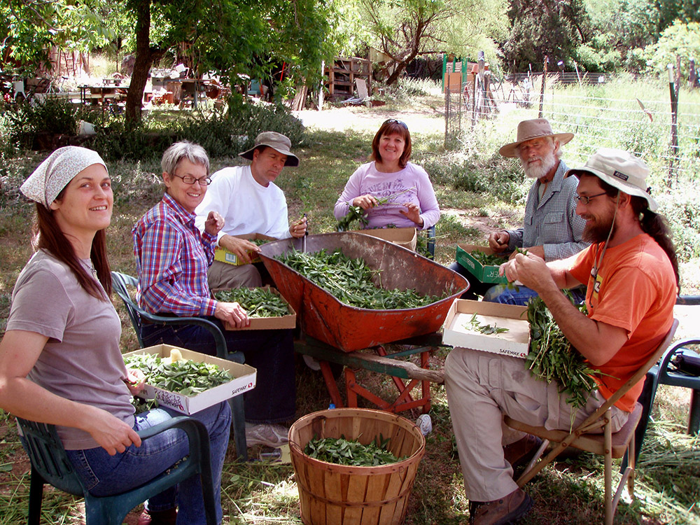 Group of people harvesting greens outdoors at Foundation for Intentional Community.