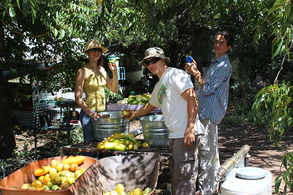 People harvesting and sorting mangoes in an orchard setting.
