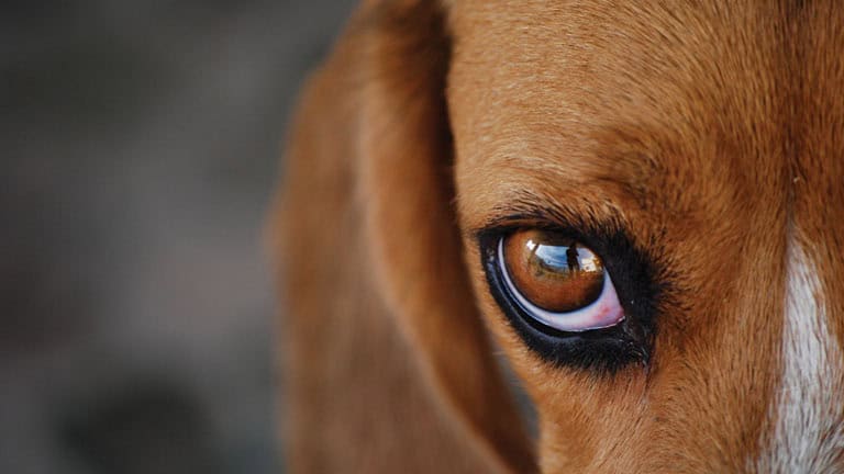 Close-up of a dog's eye showing reflection and detail.