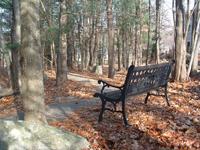 Empty park bench in a wooded area with fallen leaves and tall trees.