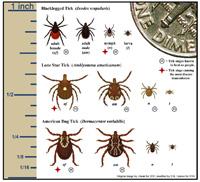 Guide to identifying ticks and preventing Lyme disease with images and tips.