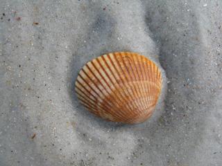 Close-up of a seashell on sandy beach surface.