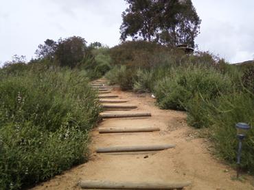 Wooden steps on a dirt trail surrounded by green bushes and trees.
