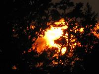 Sunset view through trees at Foundation for Intentional Community.