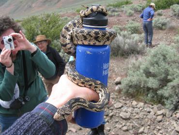 Snake wrapped around a blue water bottle held outdoors in a natural setting.