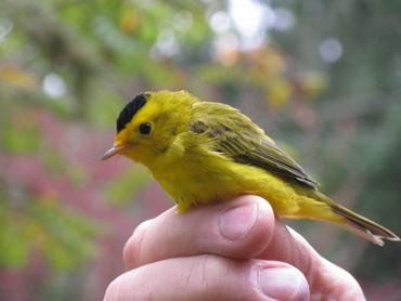Yellow bird perched on a person's finger with a blurred natural background.