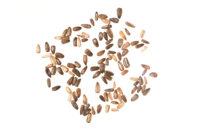 Sunflower seeds scattered on a white background for healthy snacking.