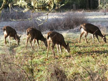 Deer grazing in a field near a forested area.