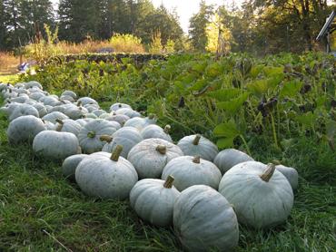 White pumpkins arranged in a row on a farm with green plants and trees in the background.