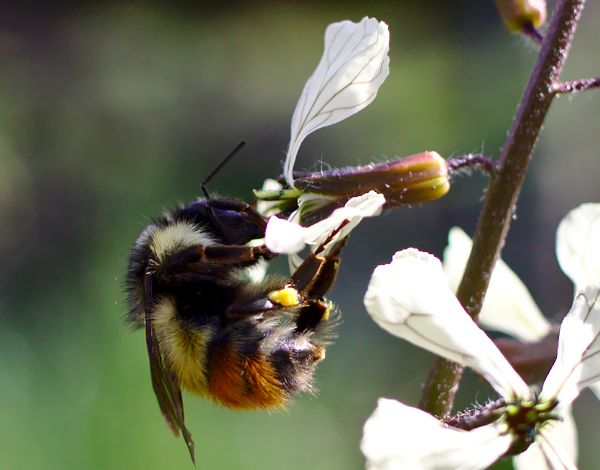 Close-up of a bee collecting nectar from a white flower.