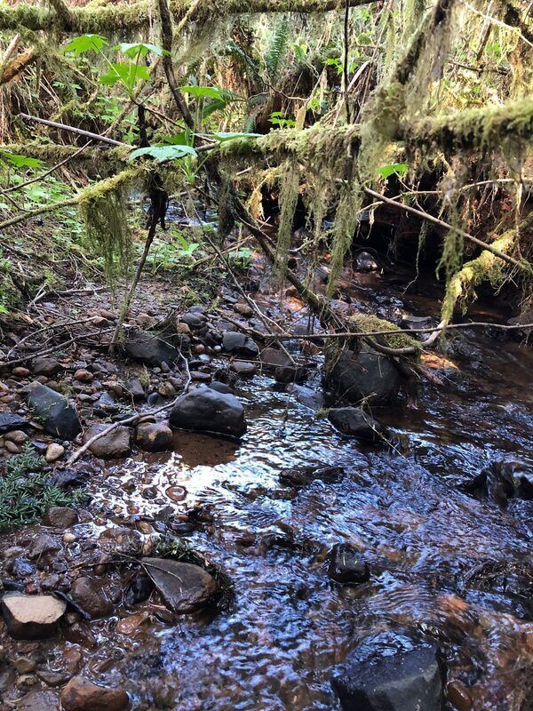 Tranquil forest stream with moss-covered branches and rocks.