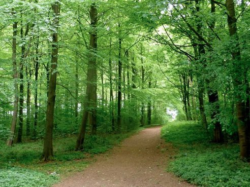 Lush green forest with a dirt path for community living and outdoor activities.