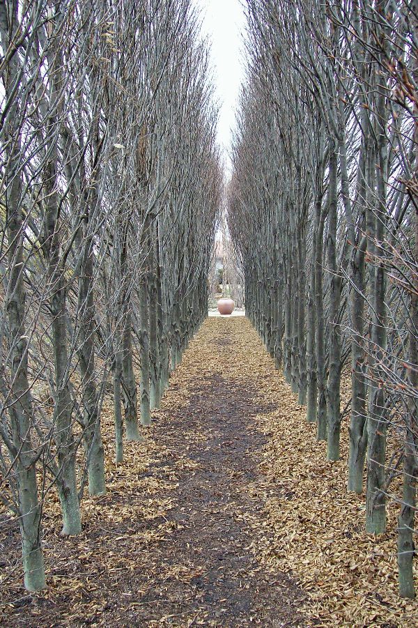 Symmetrical pathway lined with leafless trees in winter.