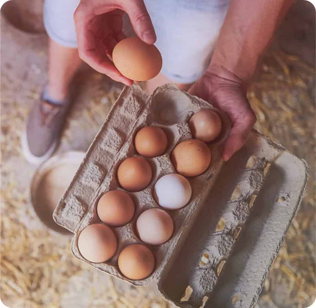 Person holding a carton of eggs with one egg in hand, farm setting background.