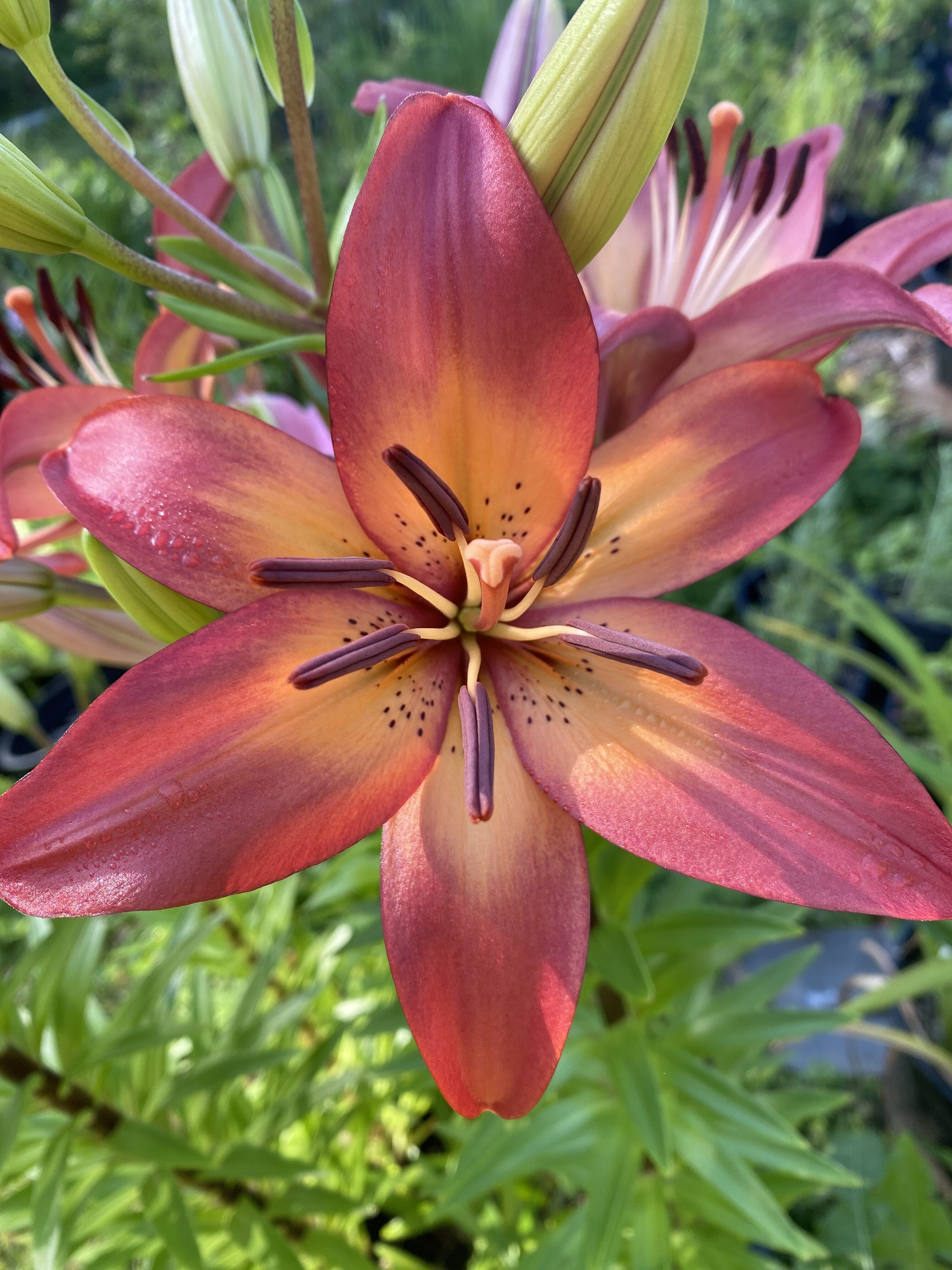Close-up of a vibrant pink and orange lily flower in full bloom.