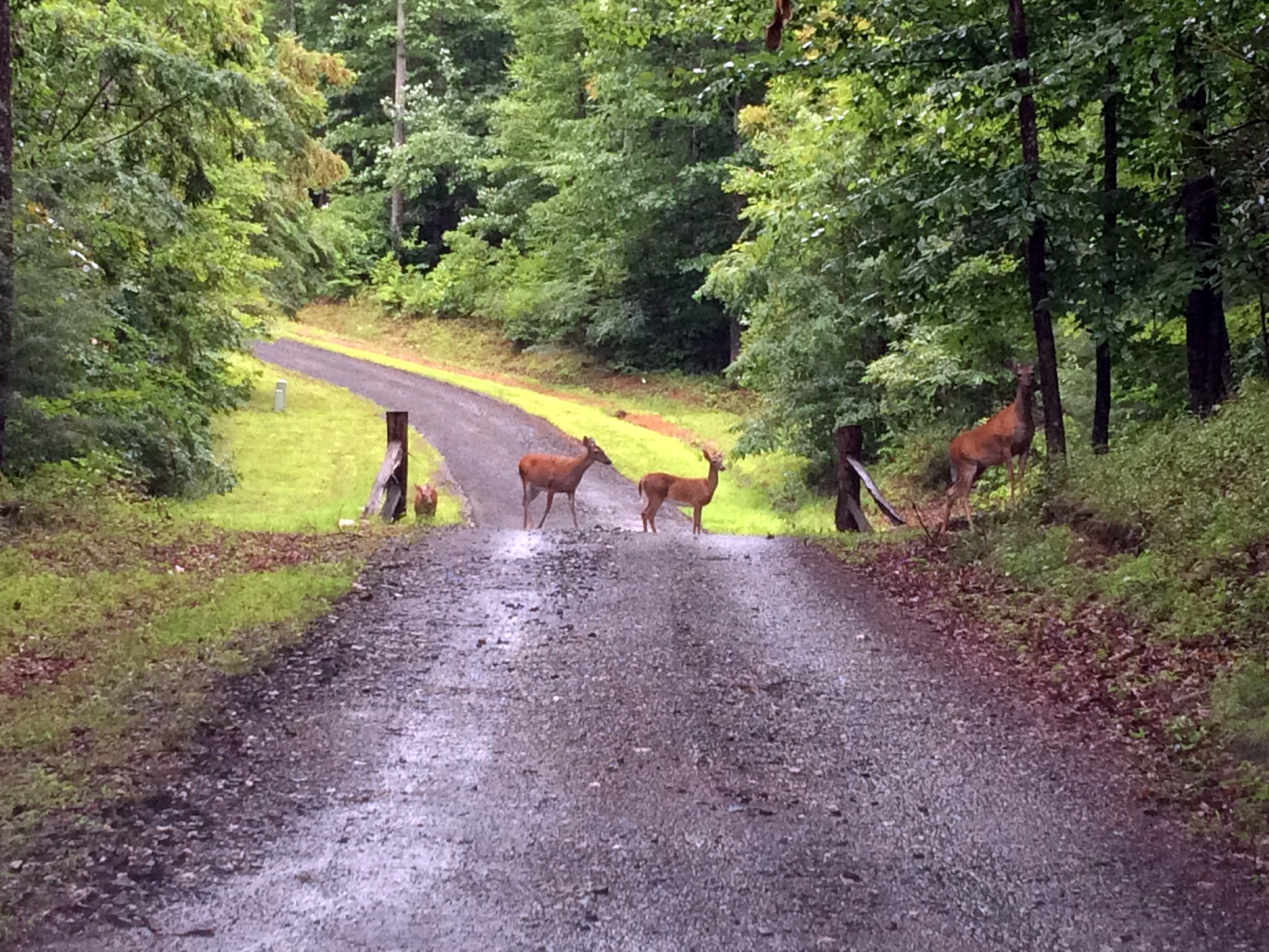 Deer crossing forest road in a lush green woodland setting.