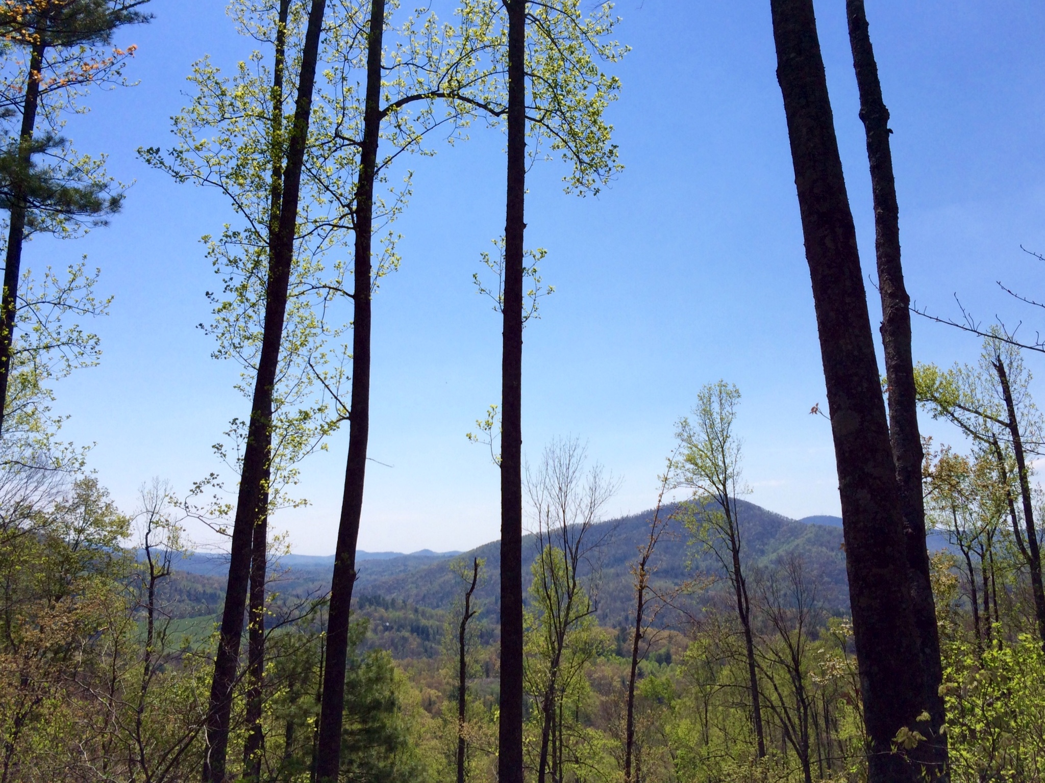 Tall trees in a forest with mountain range in the background.