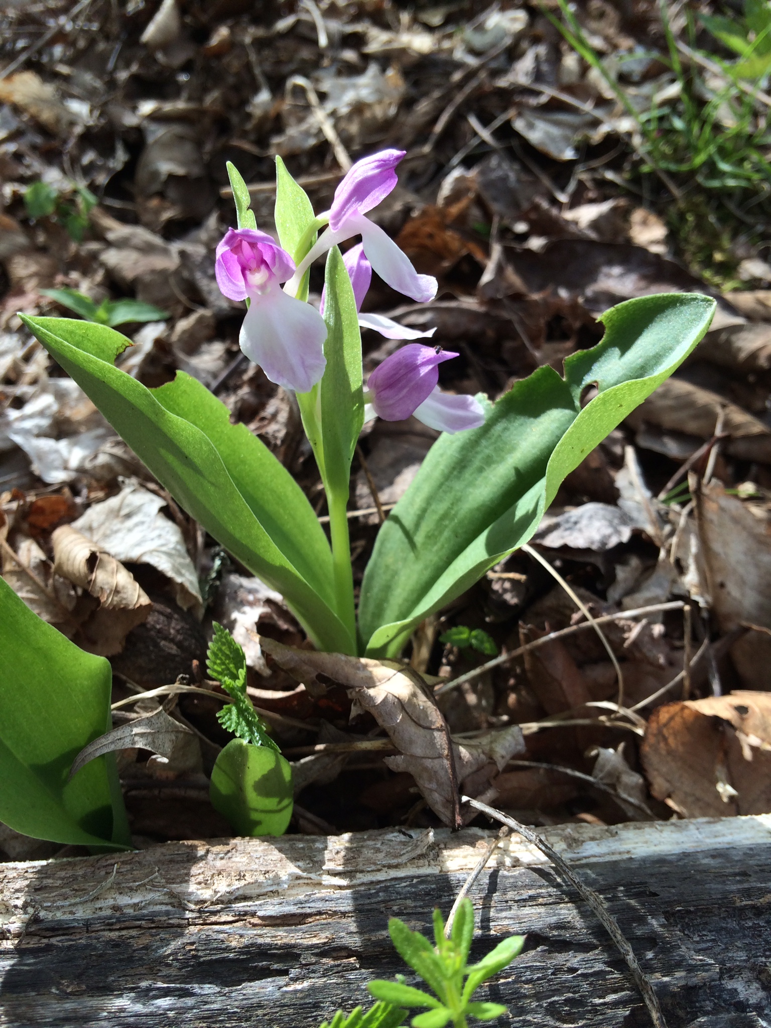 Pink and white wildflower growing among leaves and soil.