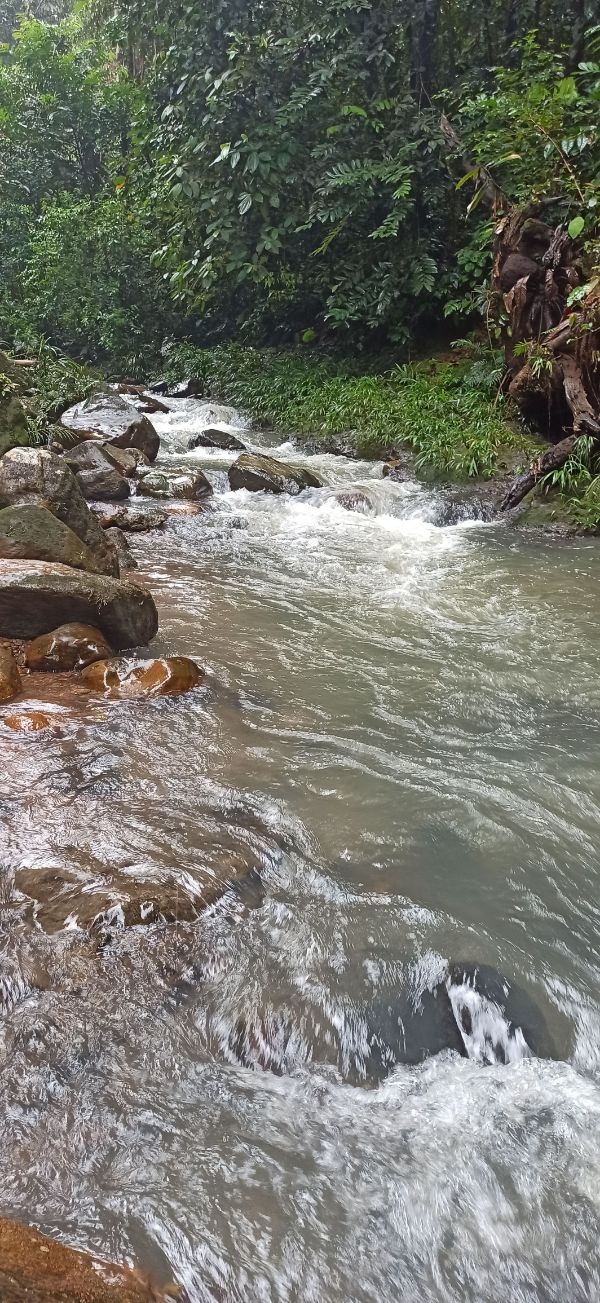 Peaceful stream flowing through dense green jungle with rocks and foliage.