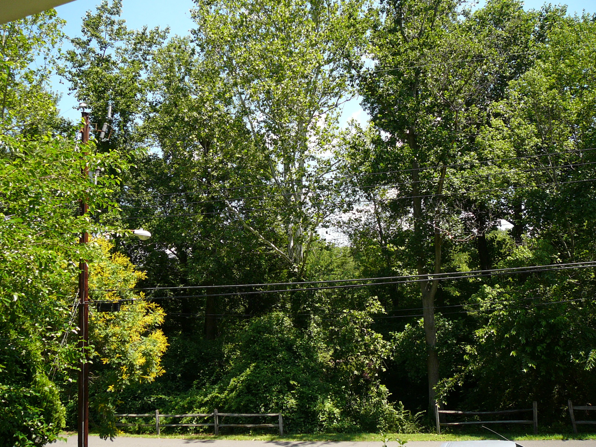 Green trees and power lines in a peaceful community setting.