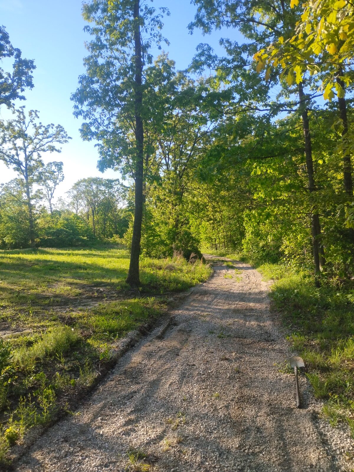 Peaceful forest trail surrounded by green trees and sunlight.