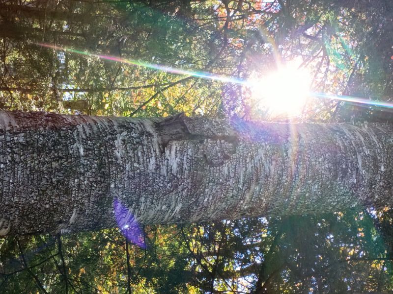 Sunburst Farm LLC and Sunburst Community LLC nature scene with sunlight through trees.