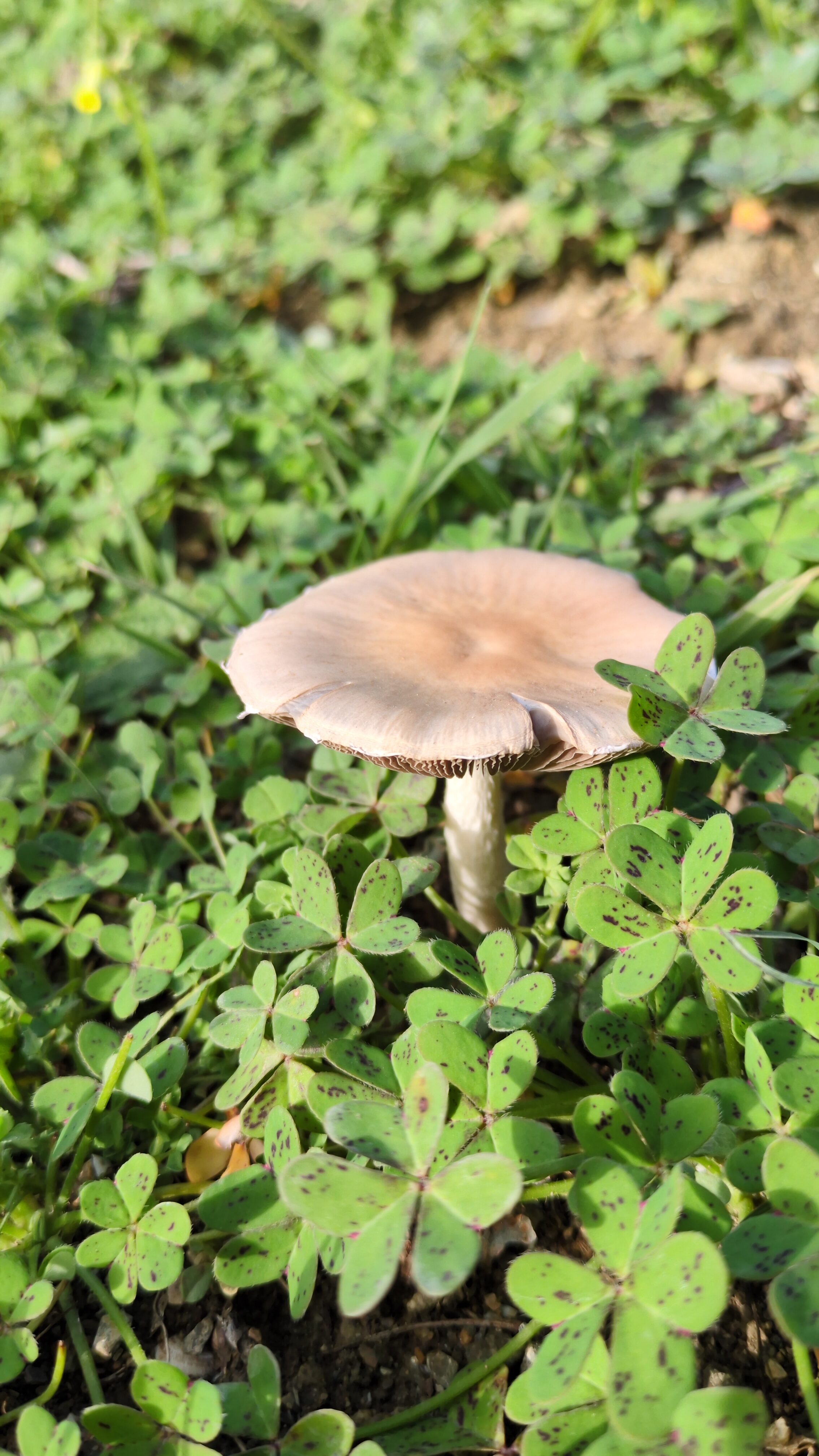 Wild mushroom surrounded by green clover in natural outdoor setting.