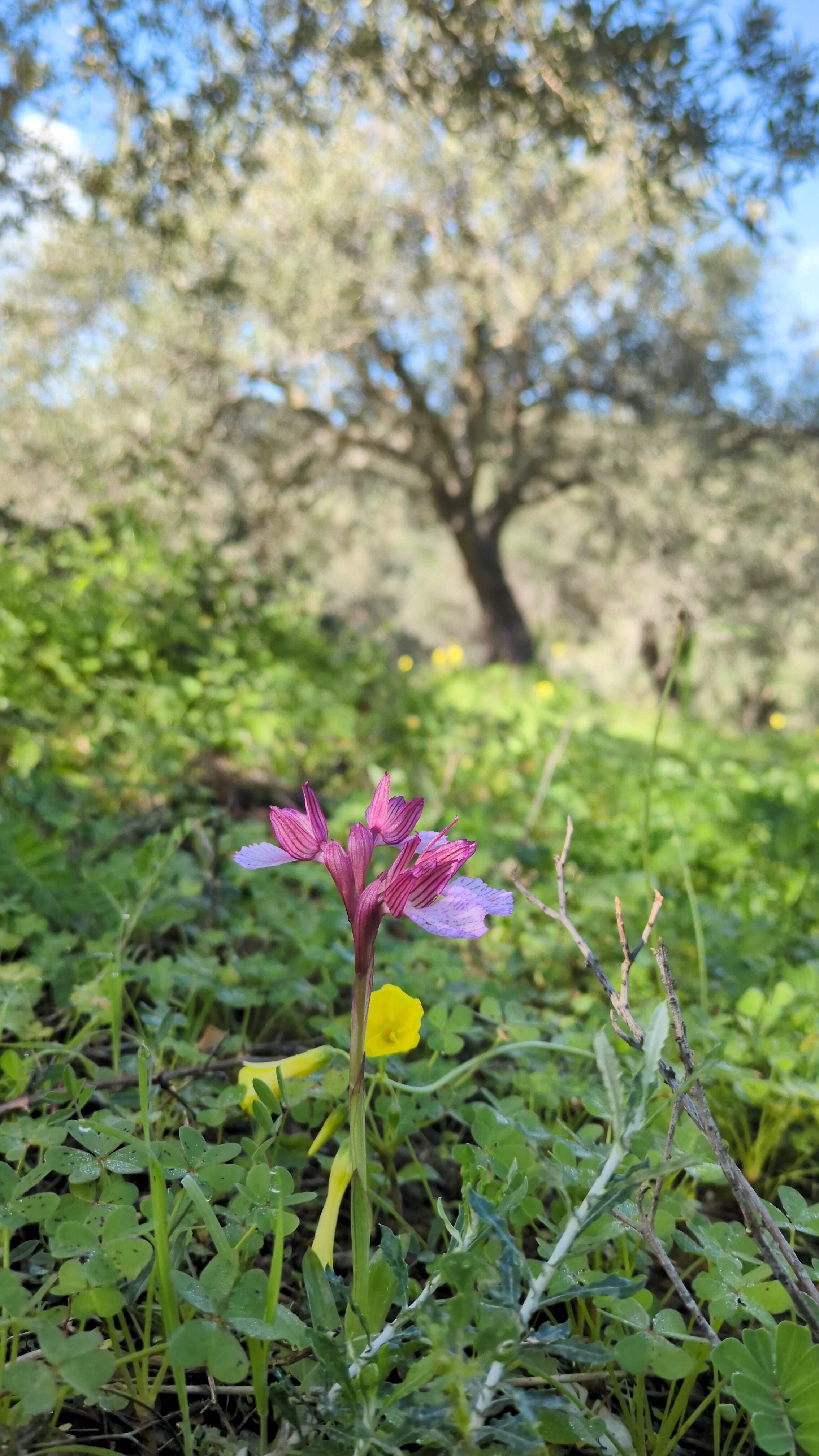 Pink wildflower with green foliage and a large tree in the background.