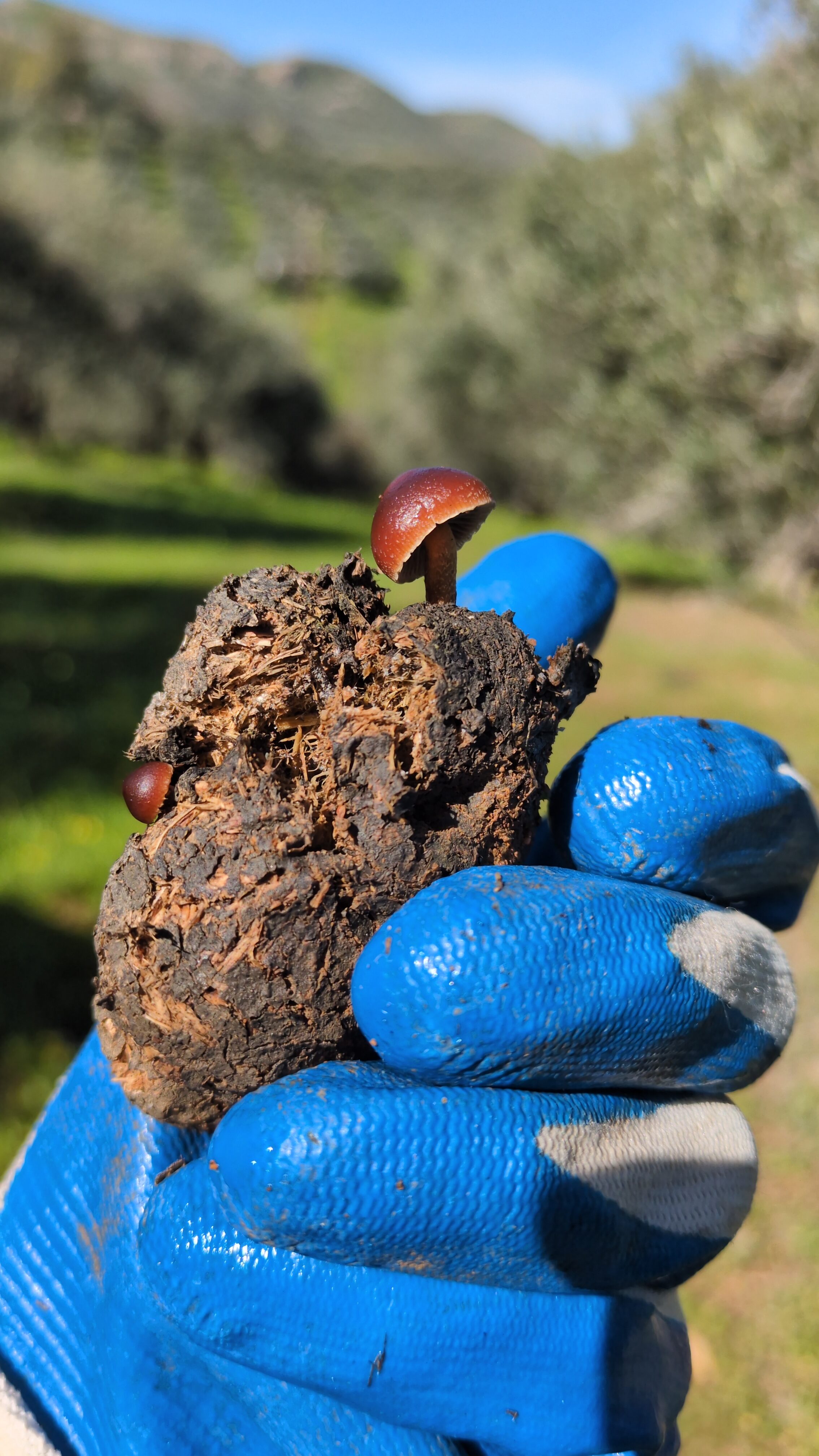 Person wearing blue gloves holding a mushroom and soil sample outdoors.
