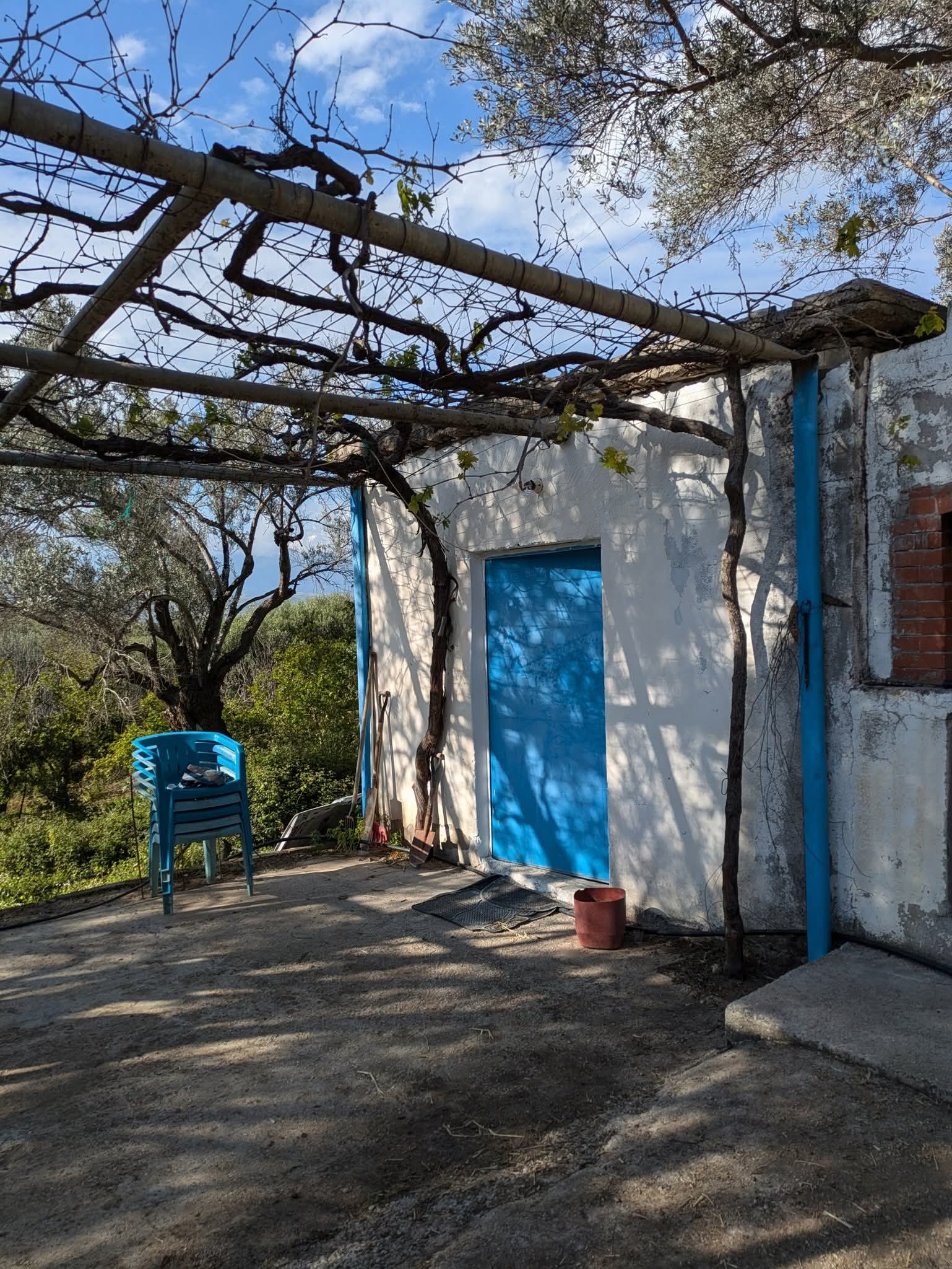White building with blue door and vine-covered pergola in outdoor setting.