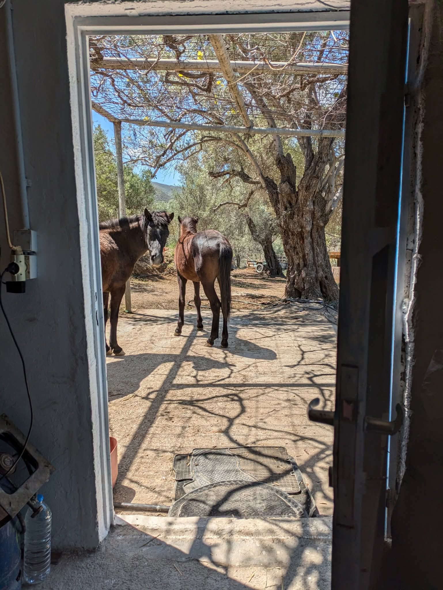 Two horses standing outside a farm door with trees and mountains in the background.