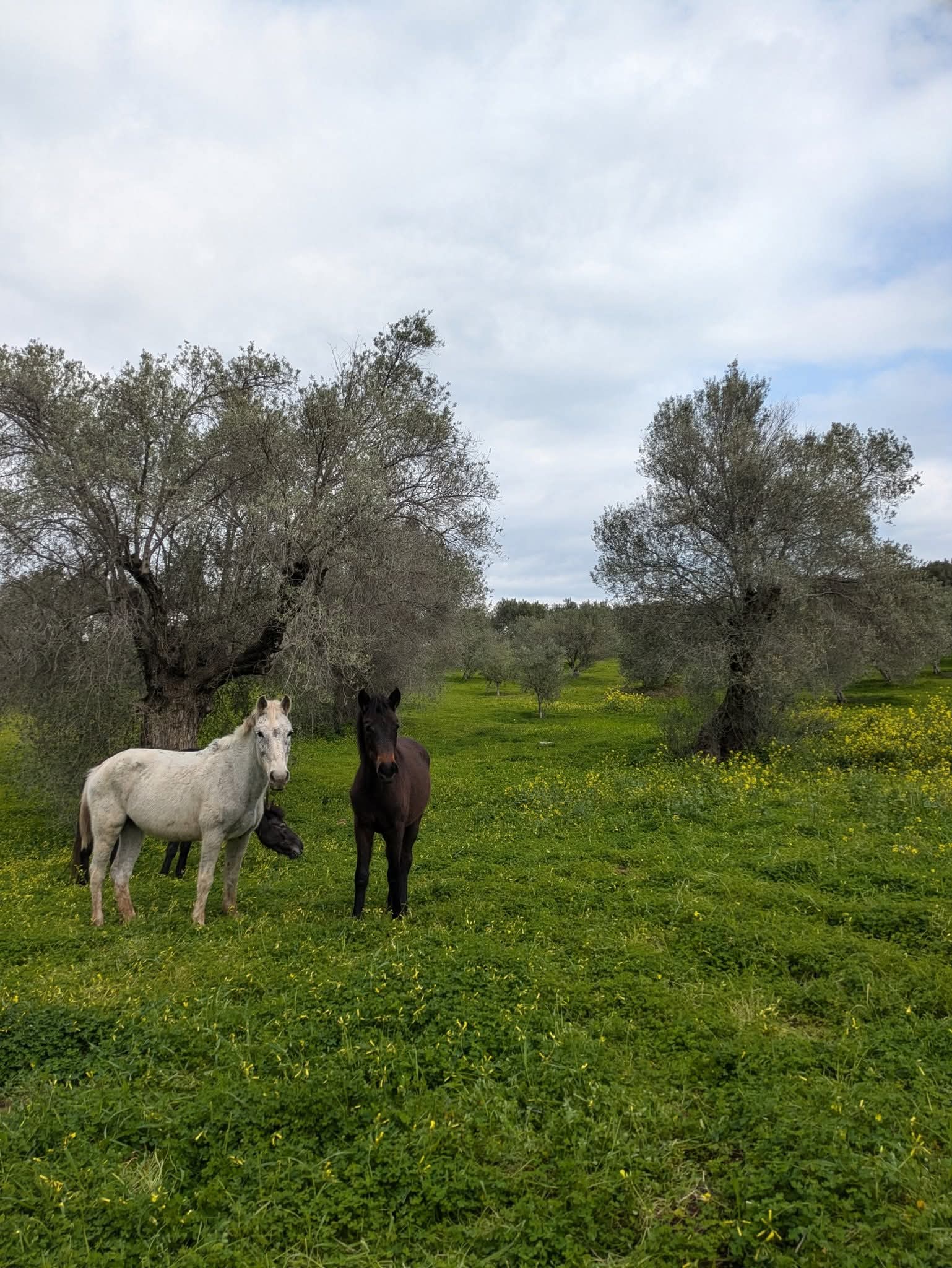 Horses in a green field with olive trees at the Milos Project.