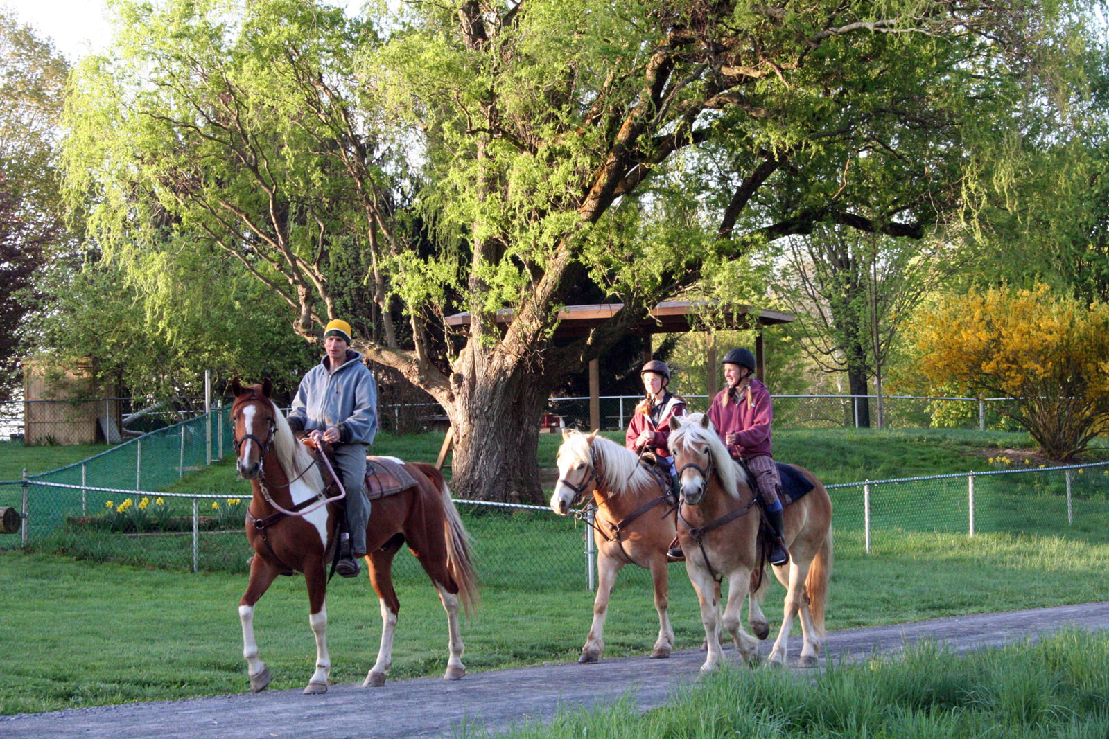 People riding horses in a lush green park with large trees and a wooden shelter.