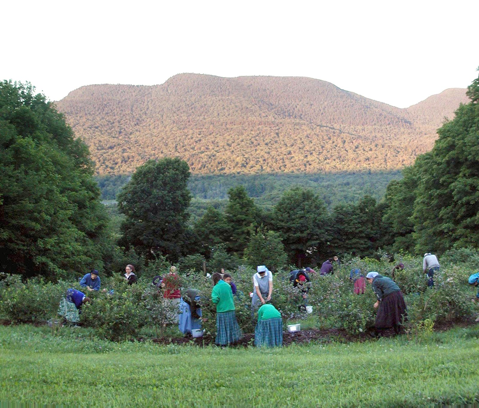 People working together on a farm with mountains in the background.
