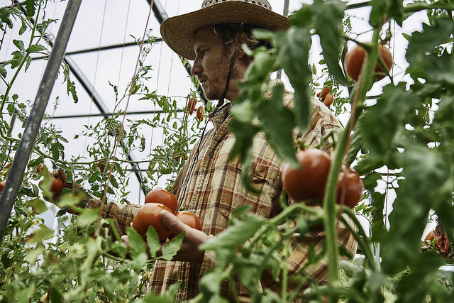 Person harvesting ripe tomatoes in a greenhouse at Dancing Rabbit Ecovillage.