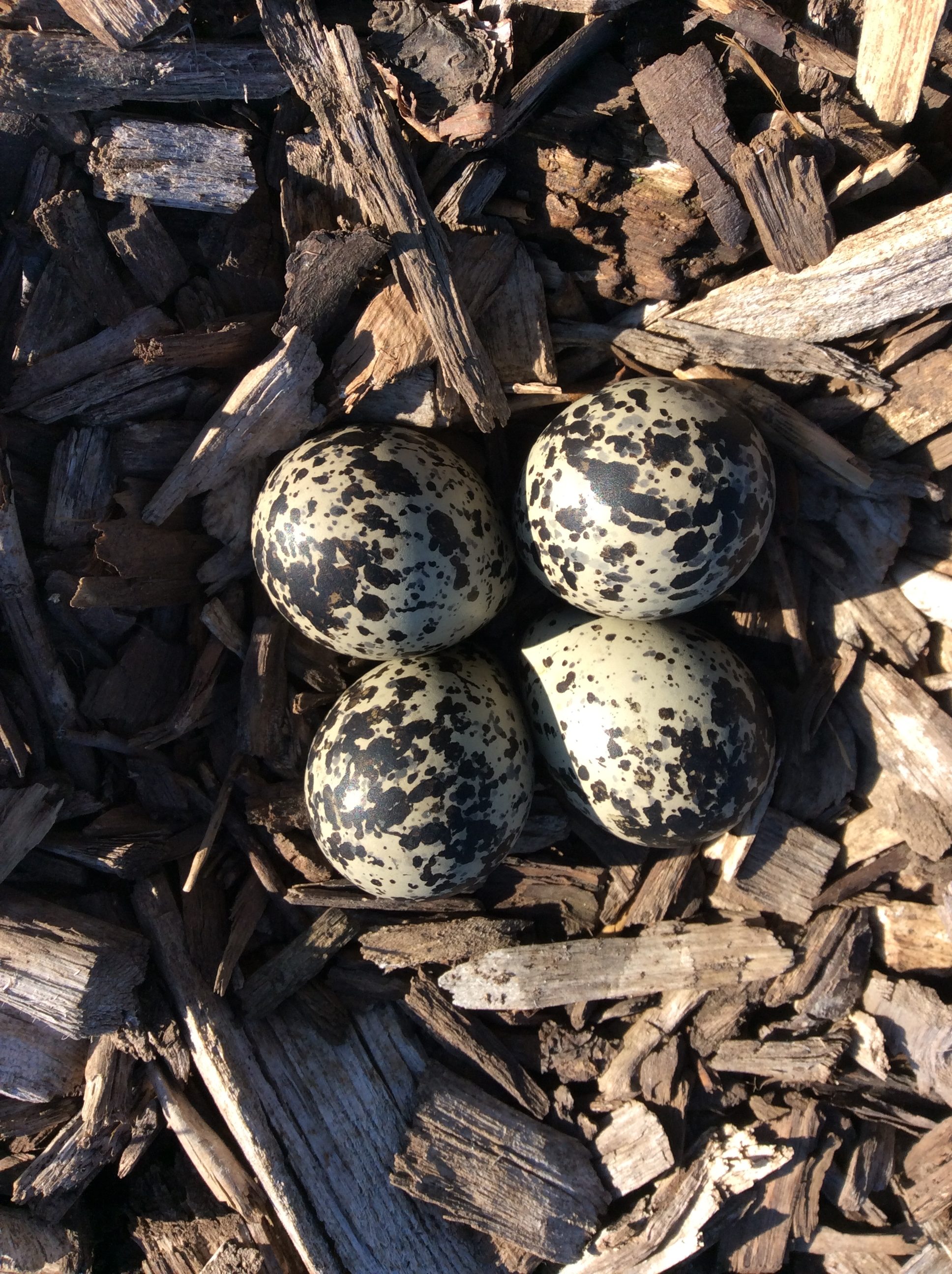 Four speckled eggs on wood chips in natural outdoor setting.