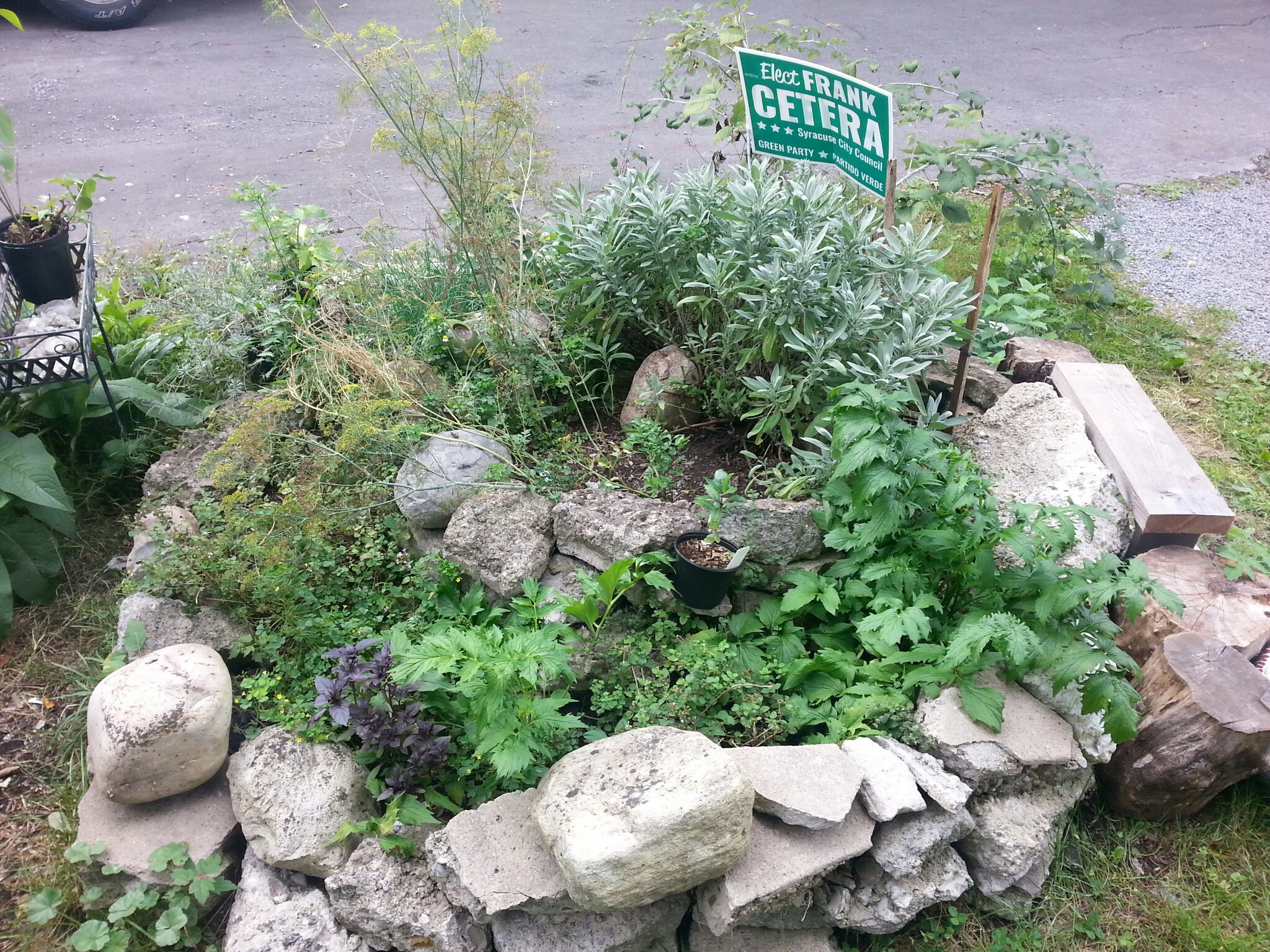 Community garden with various plants and a sign for Elef Frank Cetera.