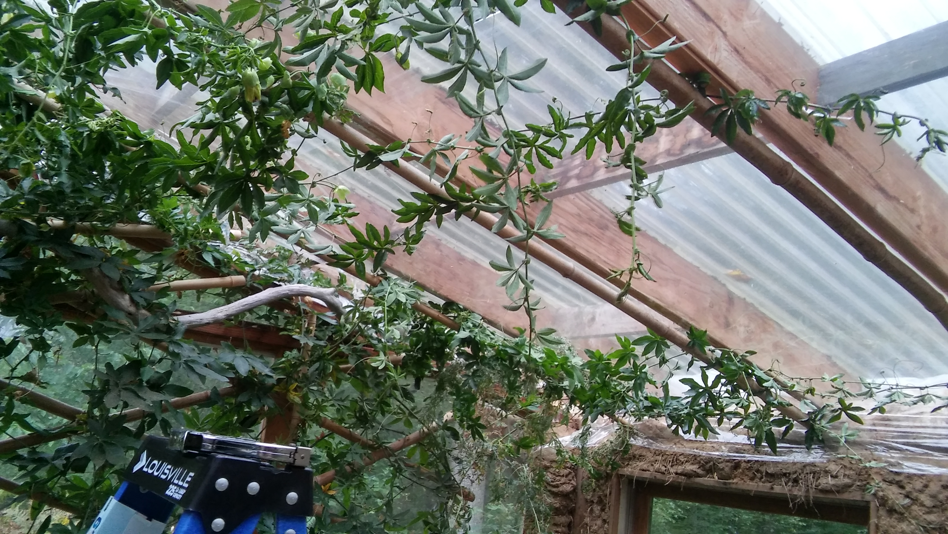Indoor greenhouse with lush green plants and wooden beams.
