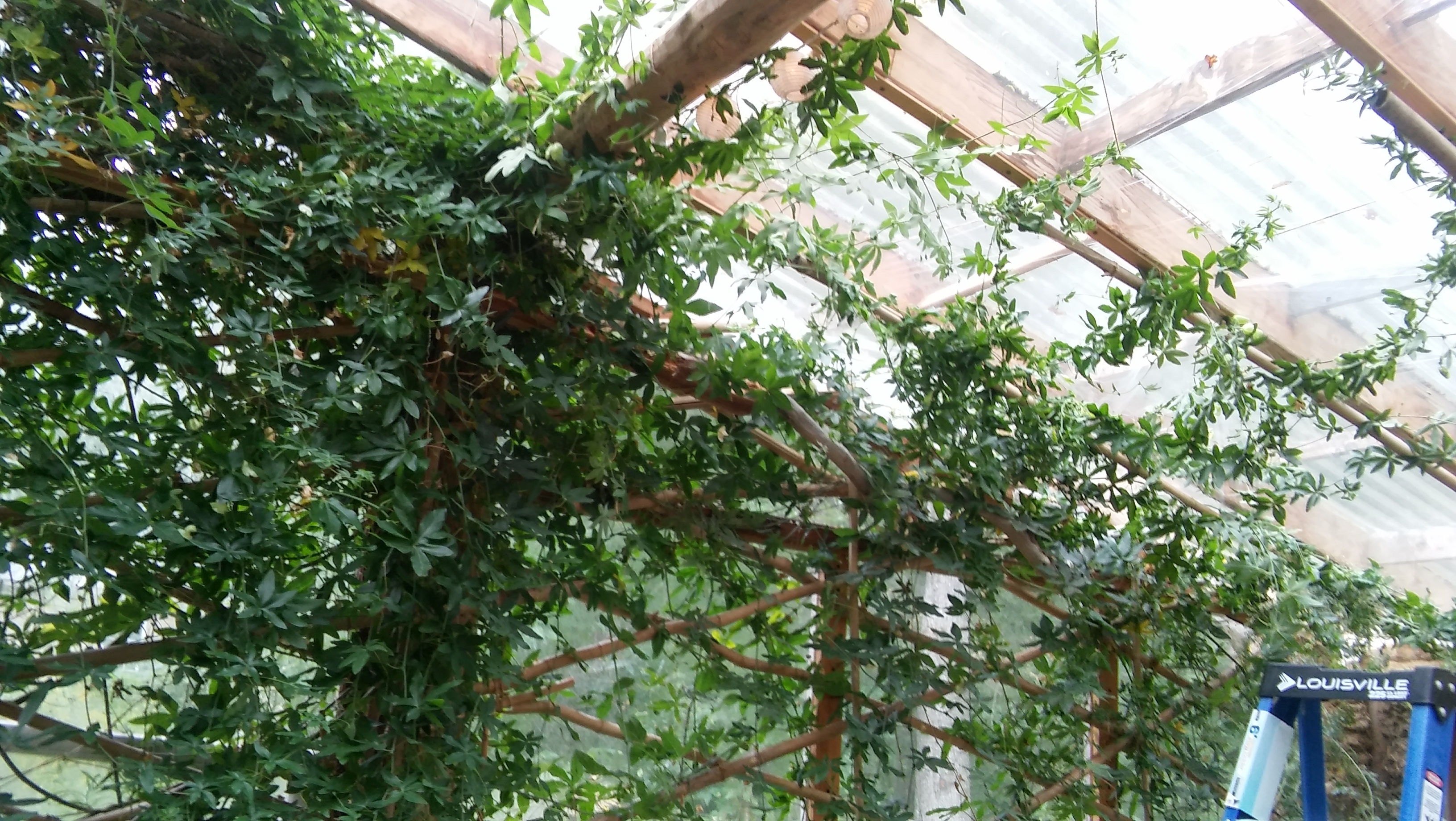 Dense bamboo plants growing inside a greenhouse with wooden supports.