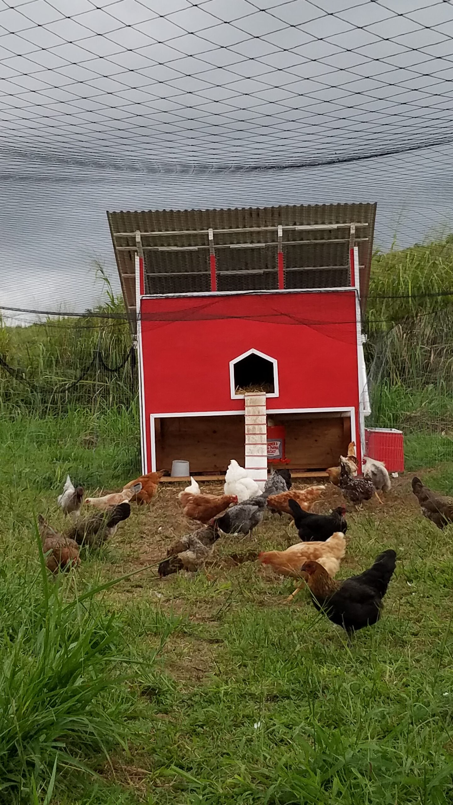 Red chicken coop with chickens under a protective netting in a green field.