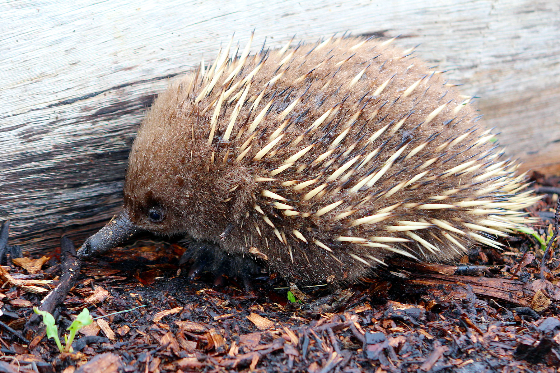 Close-up of a hedgehog on forest floor with spines and small plants.