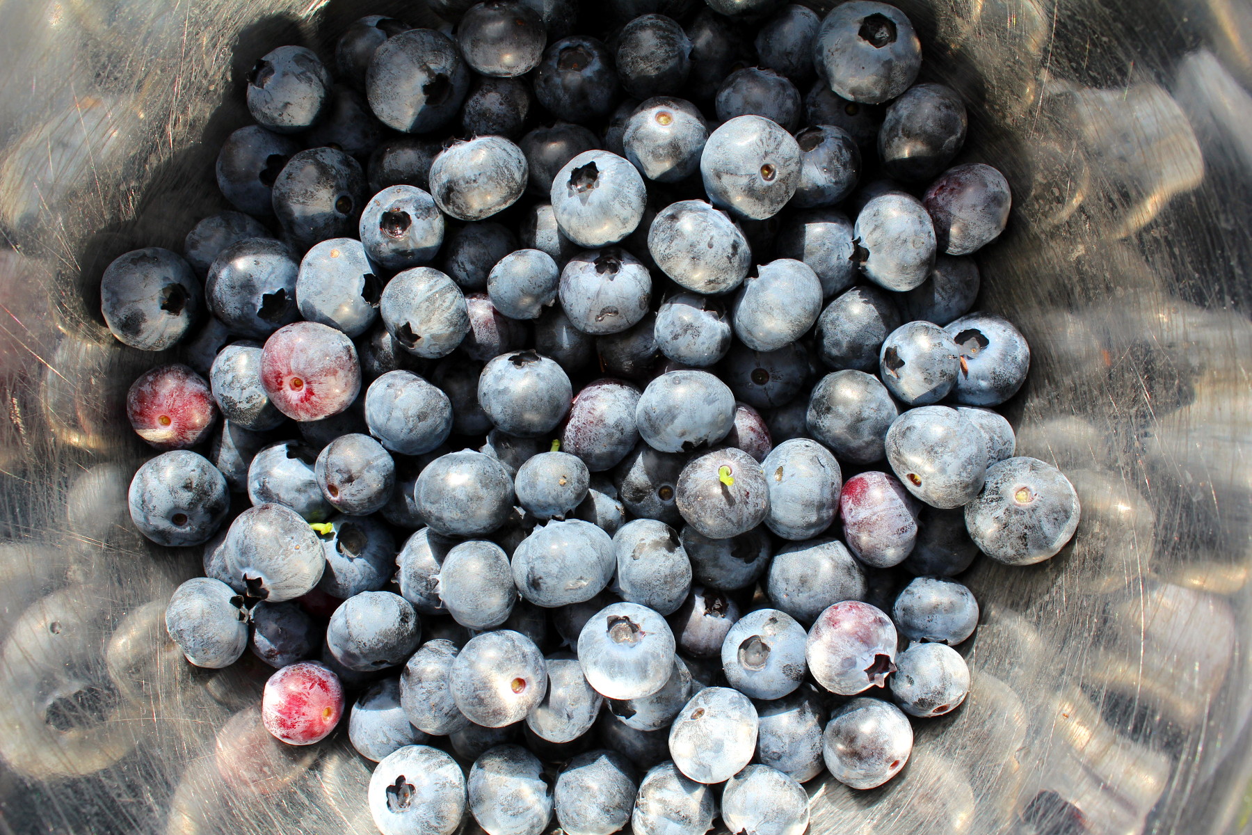 Close-up of ripe blueberries in a bowl, healthy and fresh.