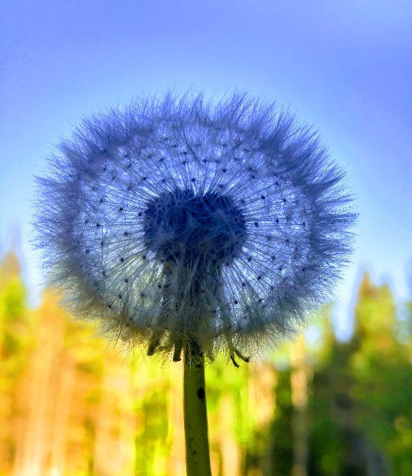 Close-up of a dandelion seed head against a blue sky background.