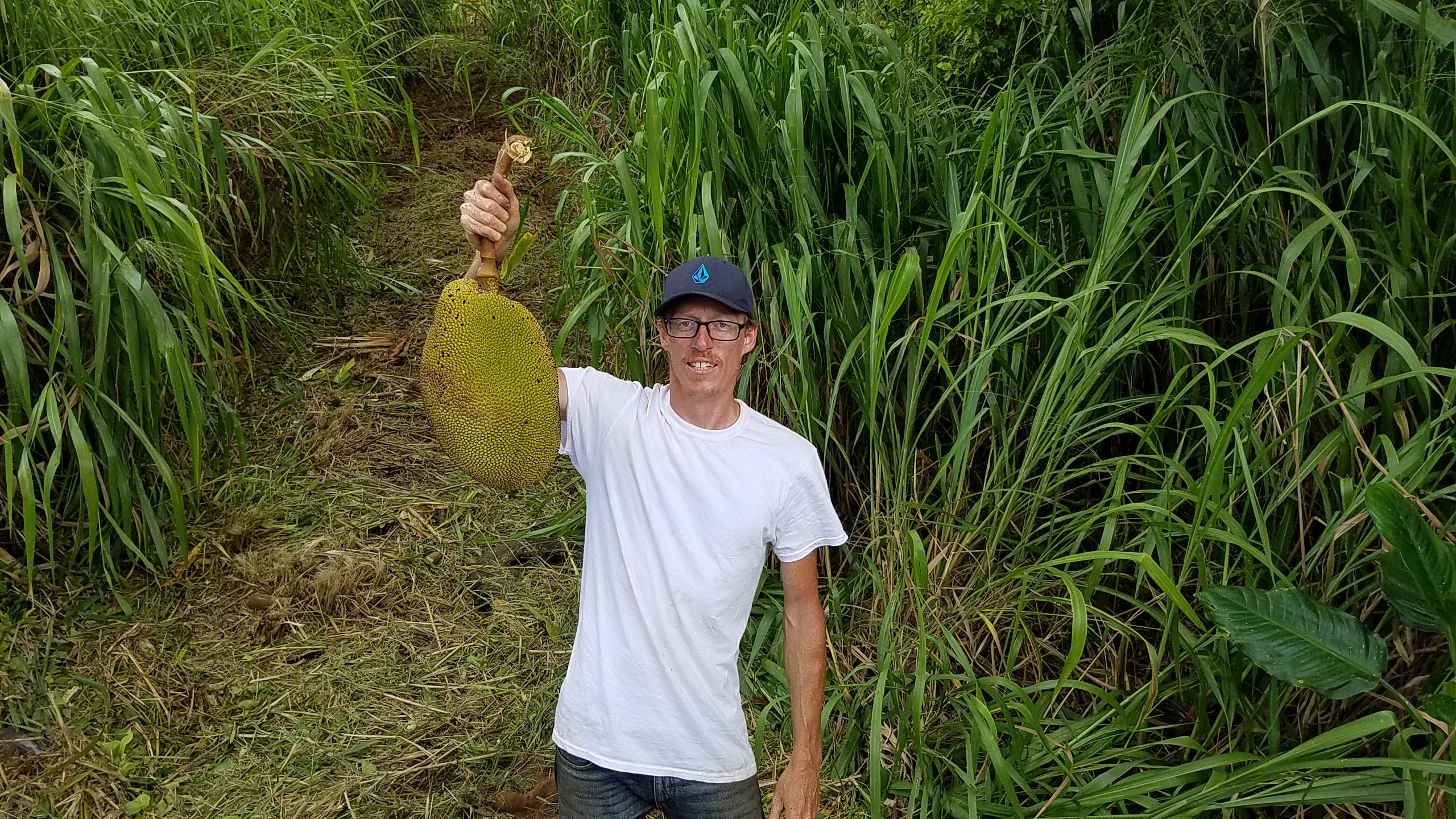 Person holding a large jackfruit in a lush green farm setting.